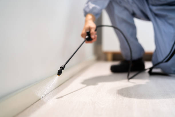 Licensed Wasp Removal service in Cherry Hill, VA - Show Me Pest Control